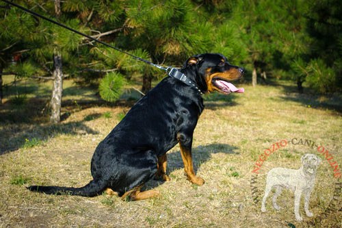 Collare in pelle indossato da Rottweiler e agganciato al guinzaglio