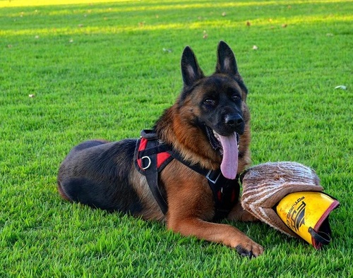 Manica protettiva corta per l'addestramento del cucciolo e cane giovane