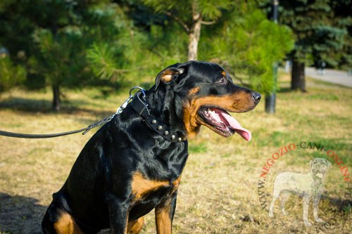 Collare in cuoio con piramidi indossato da Rottweiler