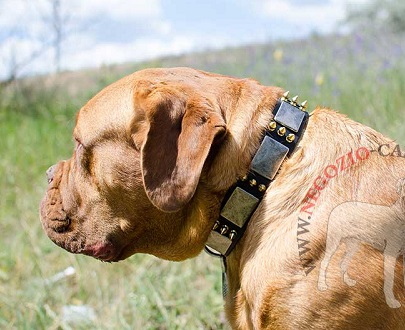 Collare con decorazioni stile vintage per Dogue de Bordeaux - Clicca l'immagine per chiudere