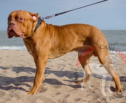 Collare con tre file di borchie a punta per Dogue de Bordeaux - Clicca l'immagine per chiudere