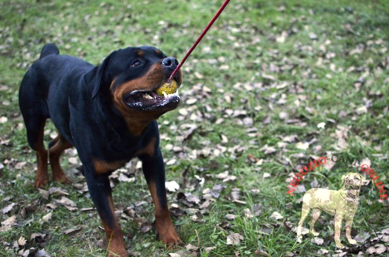 Palla in gomma "Cheerful Pet" per giochi con Rottweiler - Clicca l'immagine per chiudere