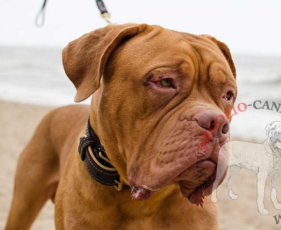 Morbido e confortevole collare in cuoio per Dogue de Bordeaux - Clicca l'immagine per chiudere