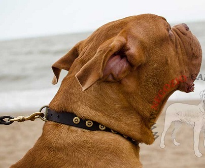 Collare in pelle con placche rotonde per Dogue de Bordeaux - Clicca l'immagine per chiudere