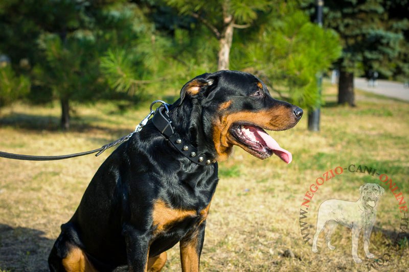 Collare in pelle decorato "Mighty King" per Rottweiler - Clicca l'immagine per chiudere