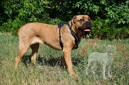 Cane Corso con affascinante pettorina in
cuoio decorata con borchie a piramidi