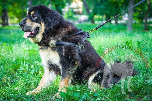 Resistente pettorina per Mastiff